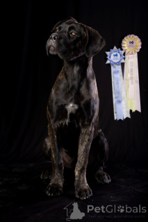 Photo №2 de l'annonce № 150213 de la vente cane corso - acheter à La Roumanie éleveur