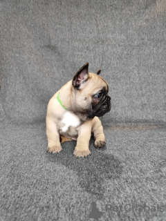 Photo №2 de l'annonce № 89487 de la vente  - acheter à Biélorussie éleveur