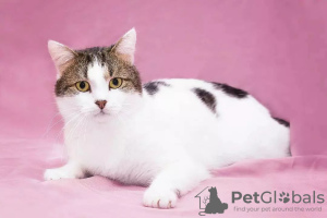 Photo №4. Je vais vendre  en ville de Москва. annonce privée - prix - Gratuit