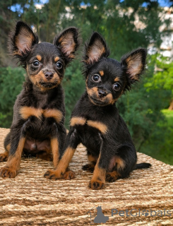 Photo №2 de l'annonce № 174369 de la vente petit chien russe - acheter à Israël de la fourrière, éleveur