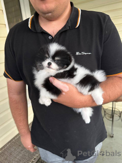 Photo №1. spitz nain - à vendre en ville de Varsovie | négocié | Annonce №163386