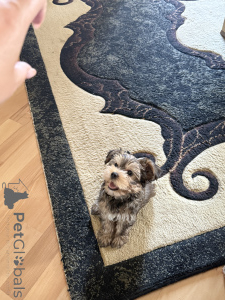 Photo №4. Je vais vendre yorkshire terrier en ville de Tbilissi. annonce privée - prix - 531€