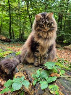 Photo №2 de l'annonce № 163021 de la vente chat des forêts norvégiennes - acheter à Norvège éleveur