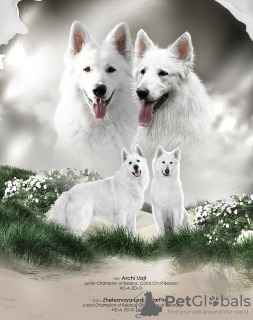 Photo №1. berger blanc suisse - à vendre en ville de Minsk | négocié | Annonce №61151