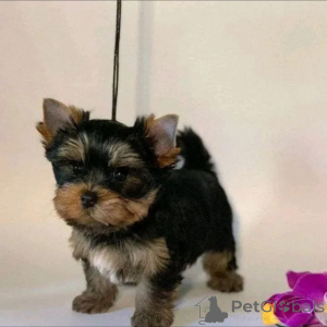 Photo №1. biewer yorkshire terrier - à vendre en ville de Tennessee City | 630€ | Annonce №166142