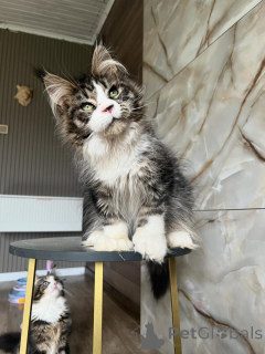 Photo №1. maine coon - à vendre en ville de Kassel | négocié | Annonce № 169923