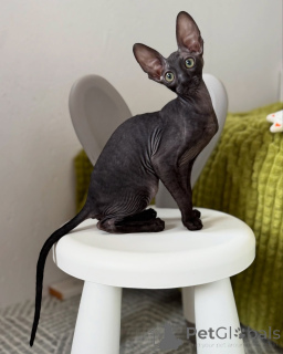 Photo №1. cornish rex - à vendre en ville de Berlin | négocié | Annonce № 164283
