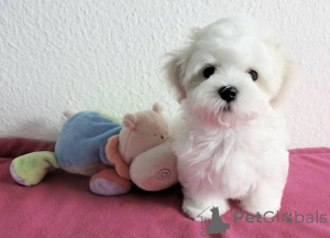Photo №1. bichon maltais - à vendre en ville de Aacheur | négocié | Annonce №167703