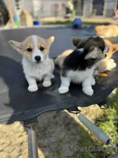 Photo №1. welsh corgi - à vendre en ville de Bačka Topola | 1300€ | Annonce №126742