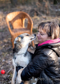 Photo №4. Je vais vendre chien bâtard en ville de Москва.  - prix - Gratuit