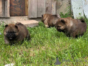 Photo №3. Chiots Chow-Chow. Serbie