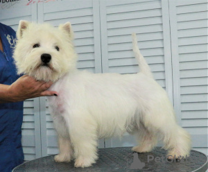 Photo №2 de l'annonce № 68882 de la vente west highland white terrier - acheter à Fédération de Russie annonce privée, de la fourrière, éleveur