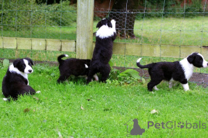 Photo №3. Chiots Border Collie. Suède