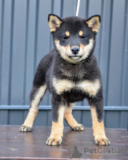 Photo №4. Je vais vendre shiba en ville de Belgrade. éleveur - prix - négocié