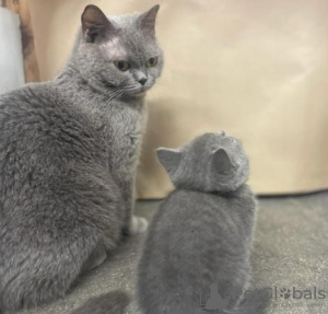 Photo №2 de l'annonce № 96084 de la vente british shorthair - acheter à Allemagne 