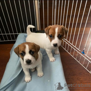 Photo №2 de l'annonce № 13362 de la vente jack russell terrier - acheter à Suisse annonce privée