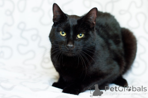 Photo №3. Tikhon affectueux. Biélorussie