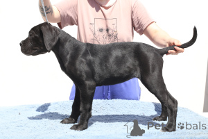Photo №2 de l'annonce № 140502 de la vente cane corso - acheter à La Roumanie éleveur