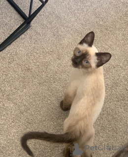 Photo №3. Chats siamois à vendre fidèles, vocaux et beaux. Allemagne