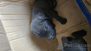 Photo №2 de l'annonce № 110552 de la vente cane corso - acheter à Ouzbekistan annonce privée