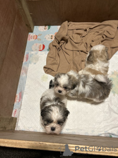 Photo №2 de l'annonce № 155752 de la vente shih tzu - acheter à USA annonce privée