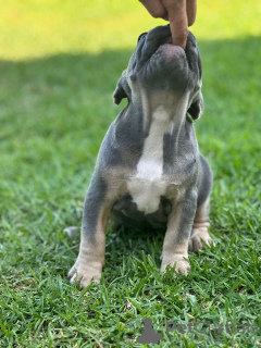 Photos supplémentaires: Chiots à vendre Chiots bouledogues français très mignons