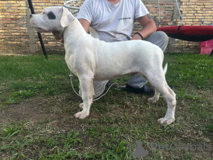 Photo №4. Je vais vendre chien bâtard en ville de Belgrade.  - prix - négocié