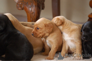 Photo №2 de l'annonce № 159425 de la vente cocker spaniel anglais - acheter à Belgique 