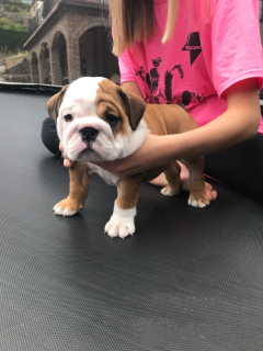 Photos supplémentaires: Chiots Bulldog anglais femelles et mâles en bonne santé disponibles maintenant