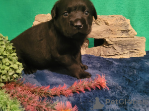 Photo №2 de l'annonce № 117145 de la vente labrador retriever - acheter à Biélorussie de la fourrière