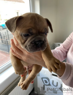 Photos supplémentaires: Chiots bouledogue français à vendre