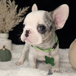 Photo №4. Je vais vendre bouledogue en ville de Plage de pouces. annonce privée - prix - négocié