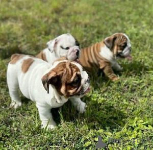 Photo №1. bulldog anglais - à vendre en ville de Hattingen | 450€ | Annonce №169438
