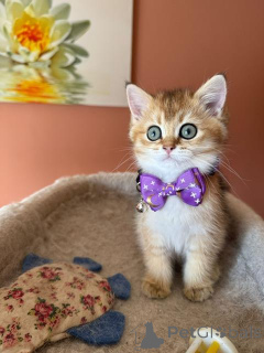 Photo №1. british shorthair - à vendre en ville de Aarschot | négocié | Annonce № 158620