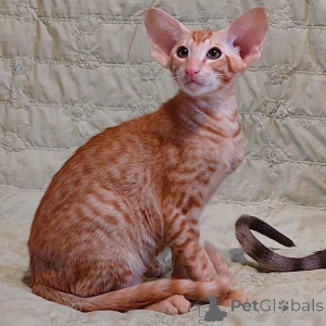 Photo №1. oriental shorthair - à vendre en ville de Vilnius | négocié | Annonce № 171347