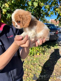 Photos supplémentaires: cavalier roi Charles Spaniel