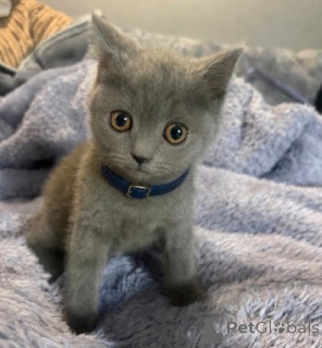 Photo №1. british shorthair - à vendre en ville de Borough de Londres de Camden | négocié | Annonce № 173851