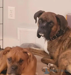 Photo №4. Je vais vendre dogue de bordeaux en ville de Taufkirchen. annonce privée - prix - 580€