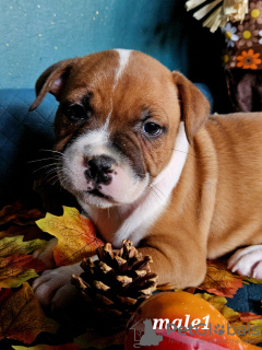 Photos supplémentaires: Staffies chiots