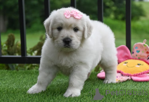 Photo №4. Je vais vendre golden retriever en ville de Marseille. annonce privée, éleveur - prix - 1000€