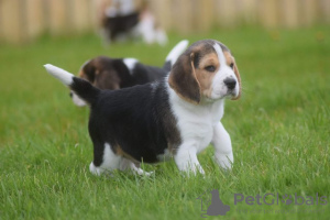 Photo №1. beagle - à vendre en ville de Prague | 331€ | Annonce №111176