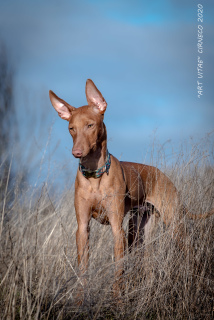 Photo №2 de l'annonce № 5049 de la vente cirneco de l'etna - acheter à Ukraine éleveur
