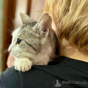 Photo №3. Un chat moelleux tissé de clair de lune et dargent.. Fédération de Russie