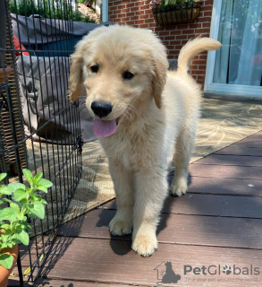 Photo №1. golden retriever - à vendre en ville de Burgas | négocié | Annonce №111778