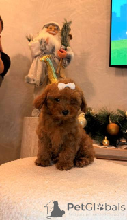 Photo №1. caniche (jouet) - à vendre en ville de Mladenovac | négocié | Annonce №161479