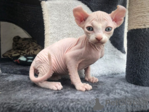 Photo №3. Sphynx-Kätzchen pour l'adoption. Allemagne