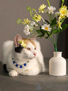 Photo №1.  - à vendre en ville de Moskova | Gratuit | Annonce № 155866