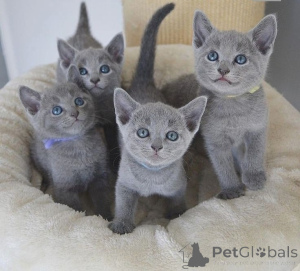 Photo №1. bleu russe - à vendre en ville de Édimbourg | négocié | Annonce № 173073