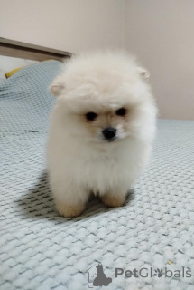 Photo №3. Beaux ours Bo. Serbie