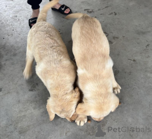 Photo №1. labrador retriever - à vendre en ville de Beresje | négocié | Annonce №170566